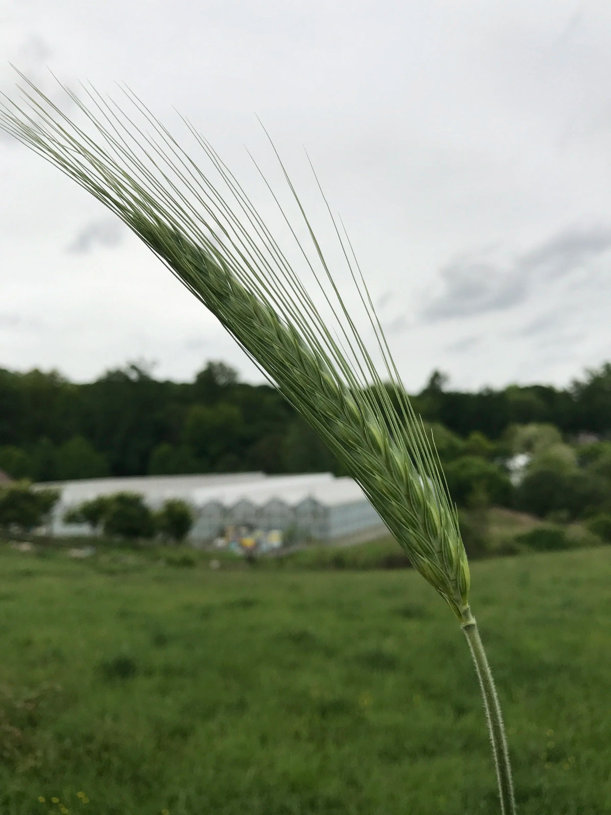 Green wheat stalk