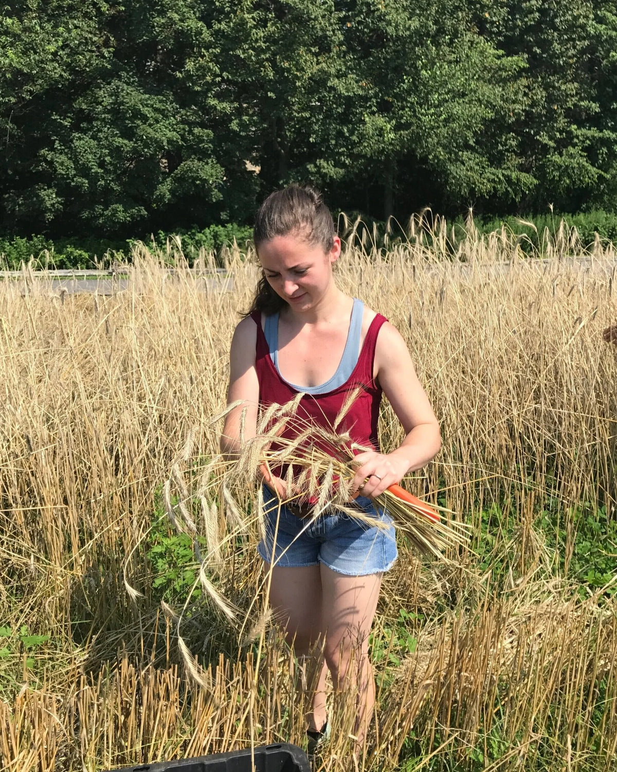 Woman holding wheat in a field