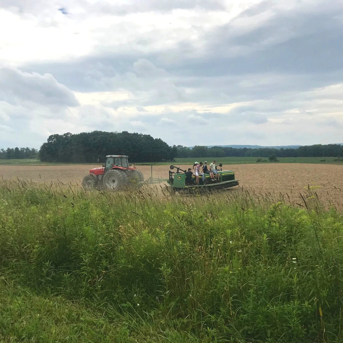 Farmers in wheat field