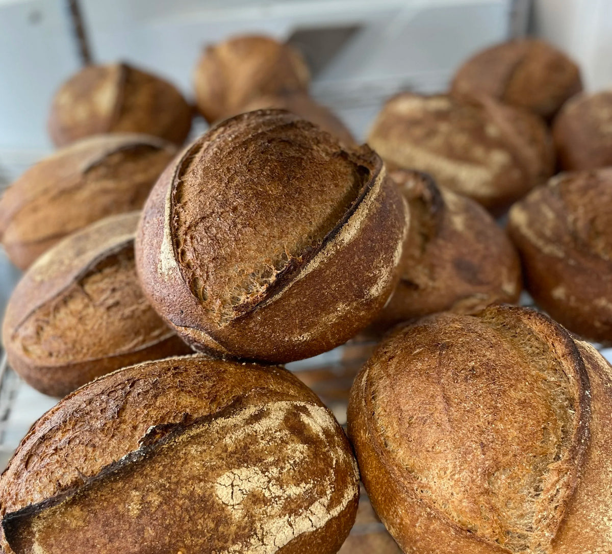 Golden levain rolls